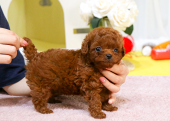 TOY POODLE YAVRULARIM